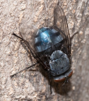 Dittero, mosca azzurra